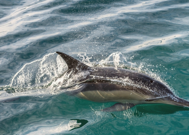 Avistamiento de delfines 
