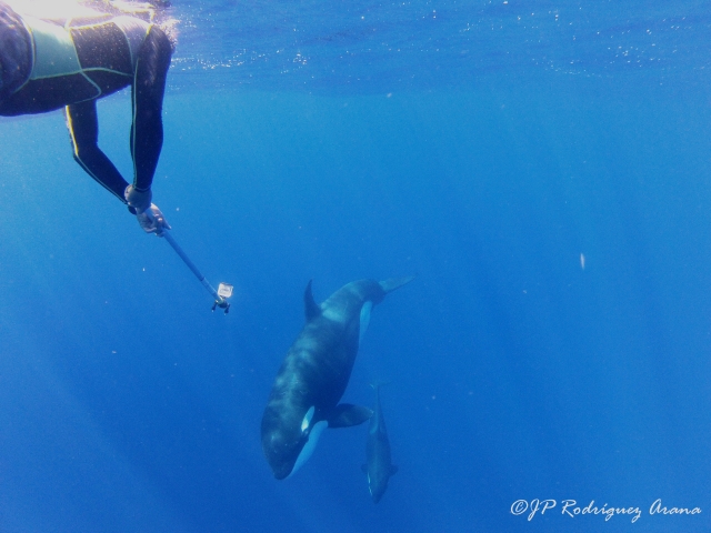 KILLER WHALES