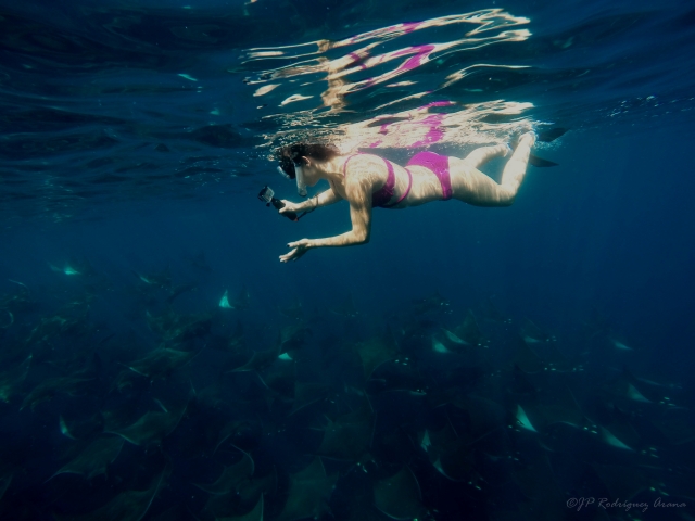MOBULA SNORKEL