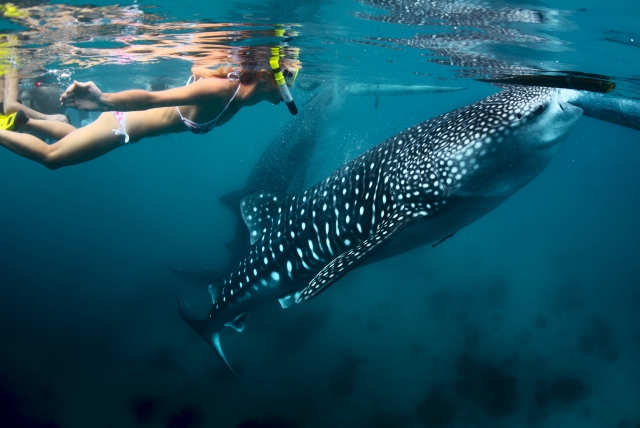 NADA CON TIBURON BALLENA