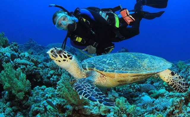 Descubre la vida submarina 