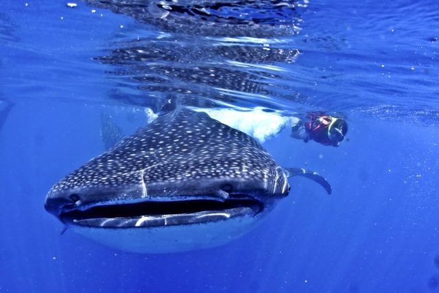 Snorkel junto al Tiburón Ballena