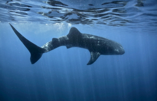 Tiburón Ballena