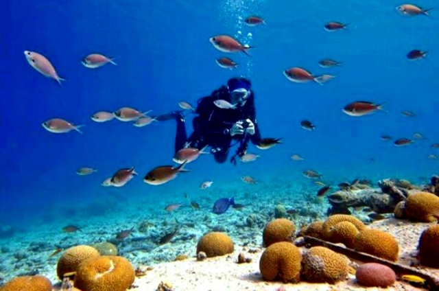 Peces de coloternera