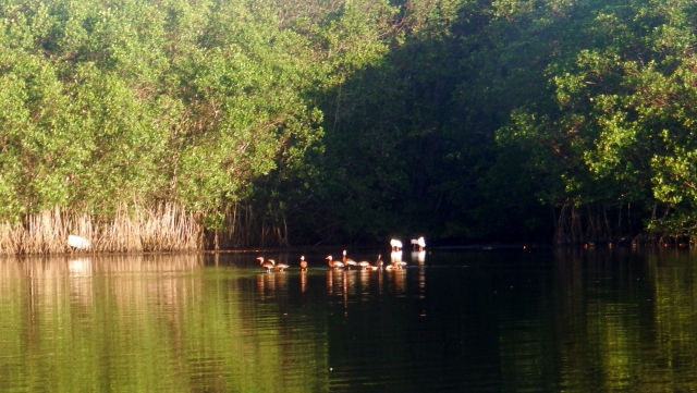 Visita guiada por el Estero