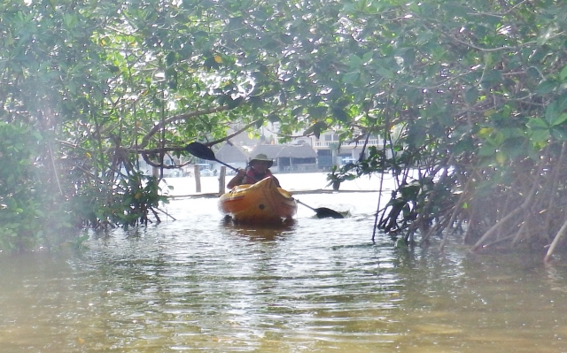 Visita guiada por el Estero