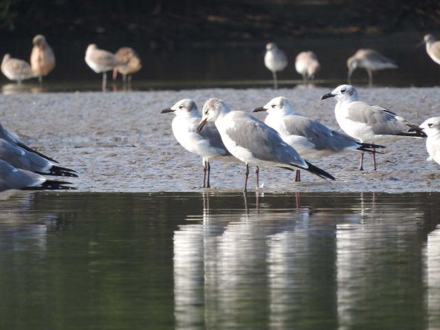 Visita guiada por el Estero