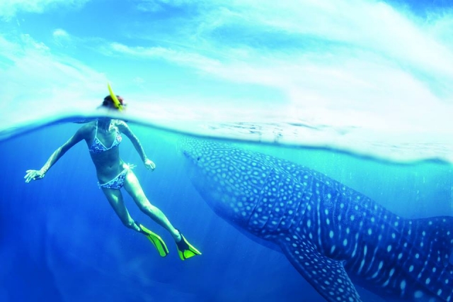 Descubre animales marinos con el snorkel