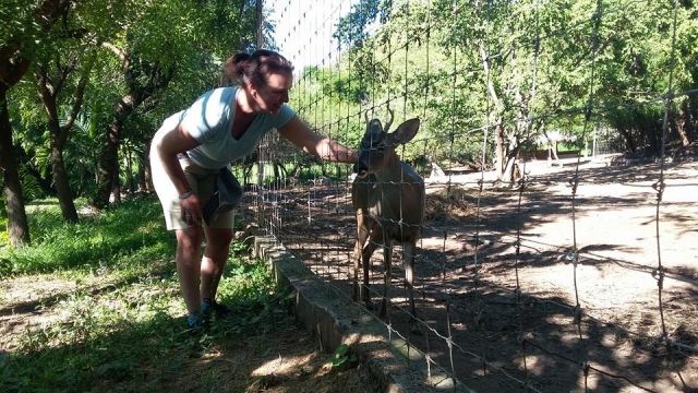 con los animales