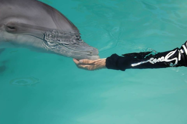 el delfin