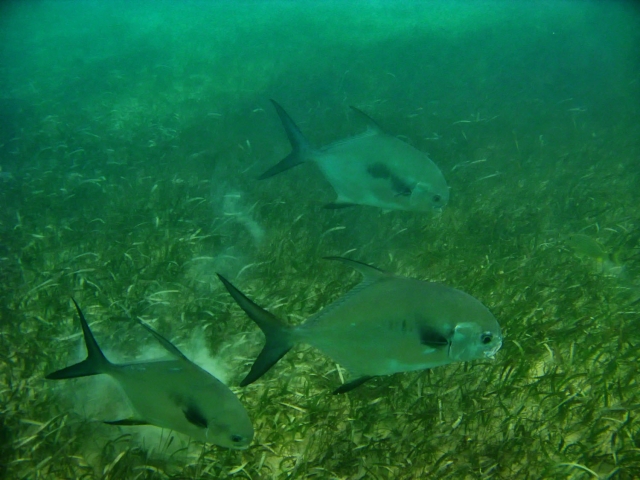 visita guiada en los cenotes