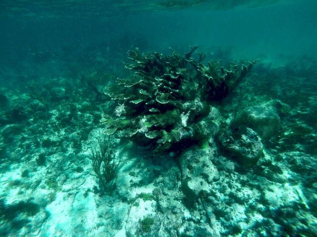 coral croissant de alce