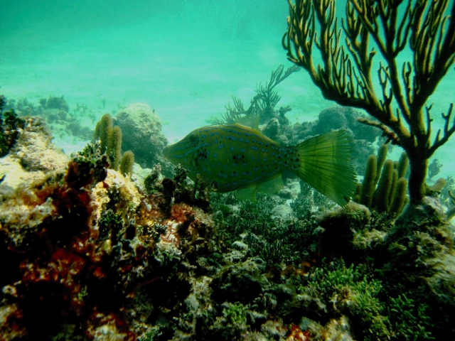 snorkeling visita guiada in soliman bay