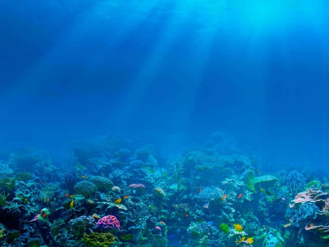 Arrecife del Mar Caribe