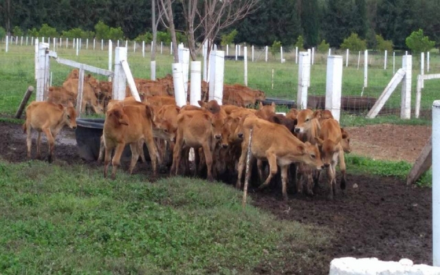 senoras vacas del queso