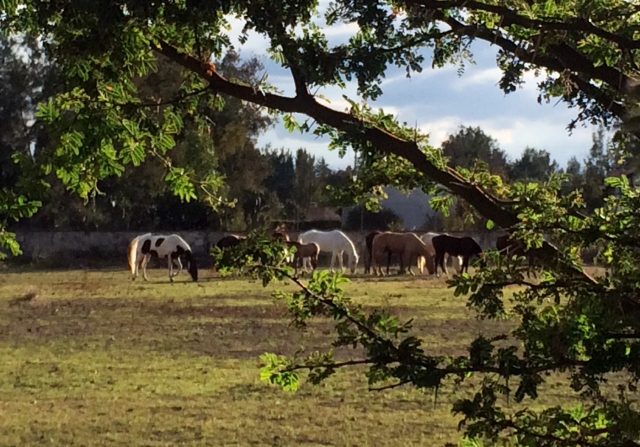 Rancho de tequis