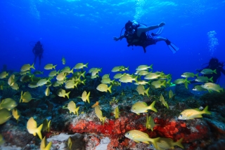 A' HA' Scuba Diving