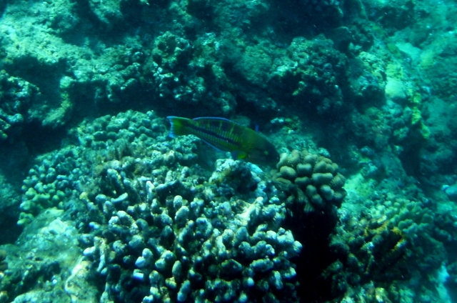 flora y fauna marina