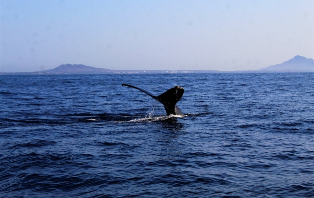Avistamiento ballenas