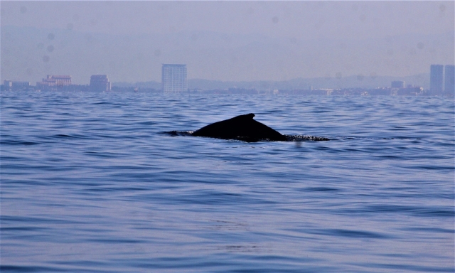 Disfruta de las ballenas
