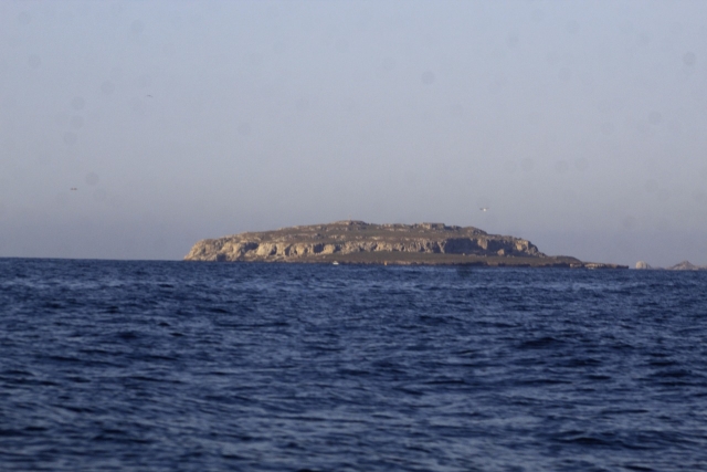 Ballenas a lo lejos