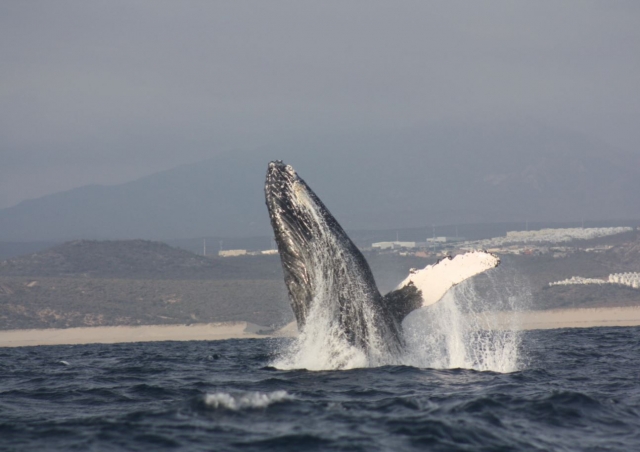 Avistando una ballena