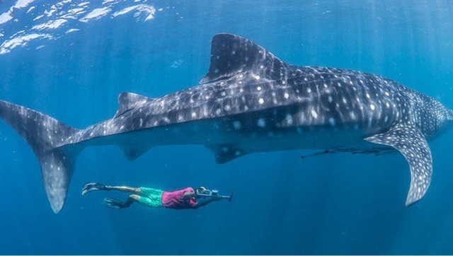 nado con tiburones en la riviera