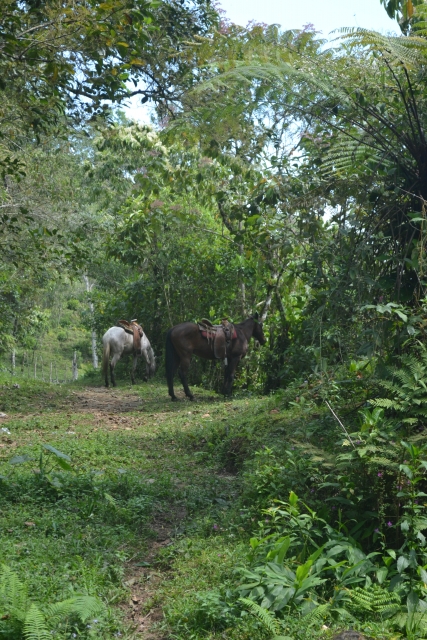 paseo a caballo por Cuetzalan