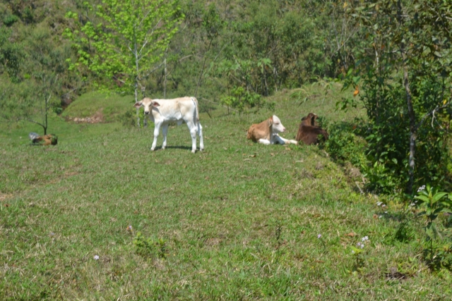 ecoparque con animales Cazatlan