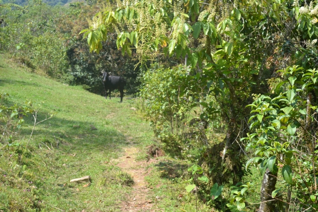 camitanas en bosques de México