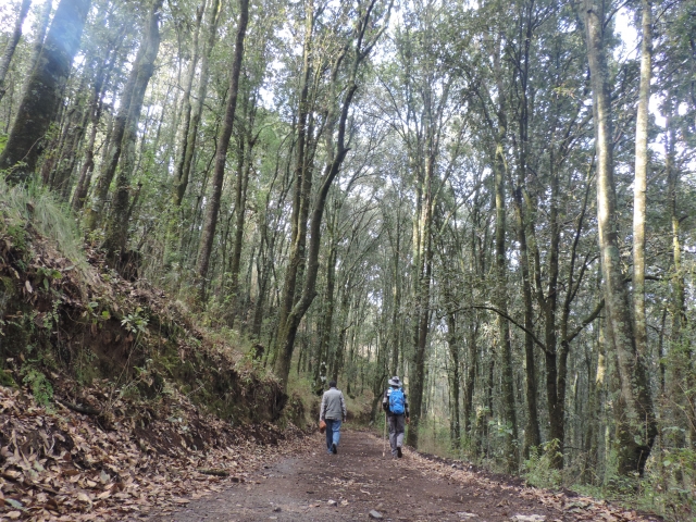 senderismo por los bosques de México