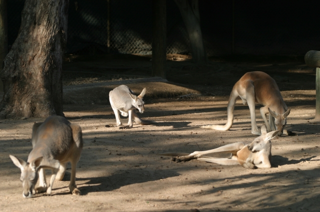 Podrás estar cerca de canguros