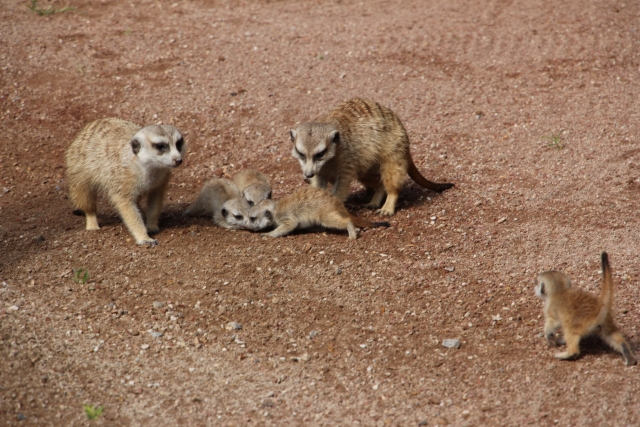 Ven a ver toda clase de animales