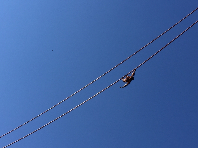 Los monos te están esperando