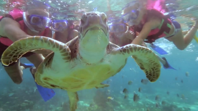 La Riviera y sus animales marinos
