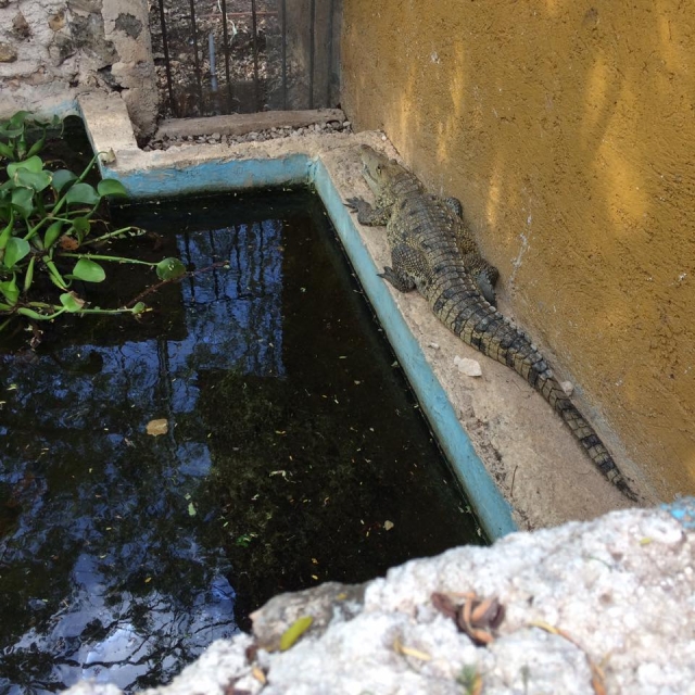 impresionantes cocodrilos