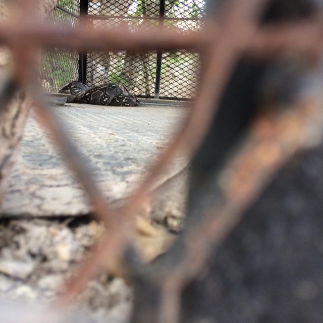 ve de cerca cocodrilos