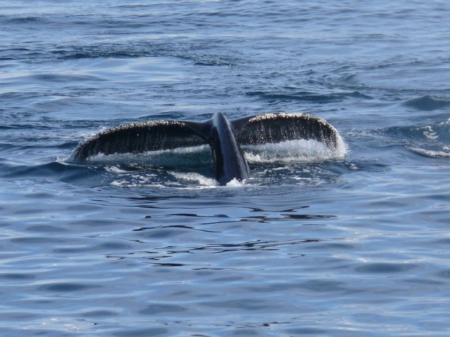 Ballena sumergida en el mar