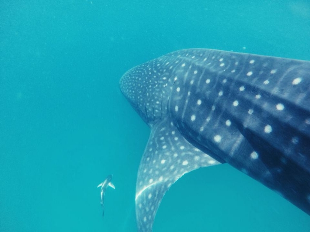 impresionantes especies 