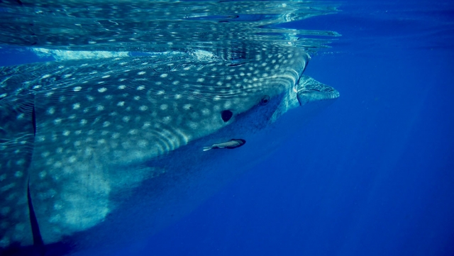 Actividad de snorkel