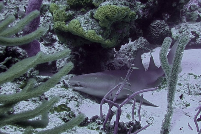 Diversidad de especies