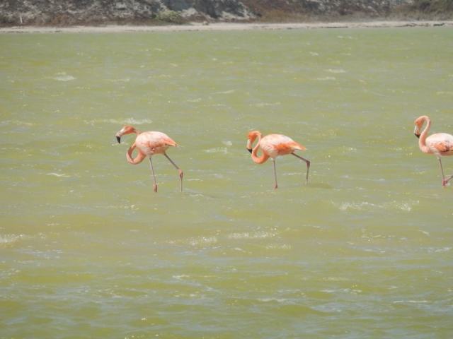 Visita guiada rio lagartos