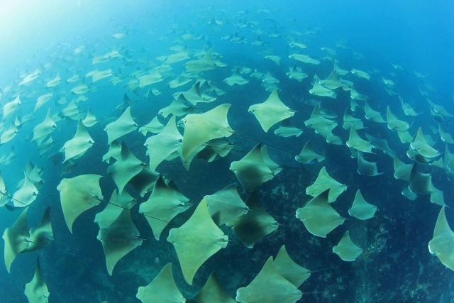 mantarrayas.jpg