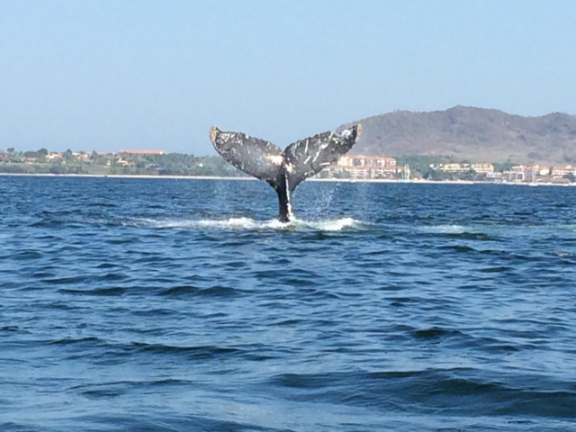 alistamiento de ballenas