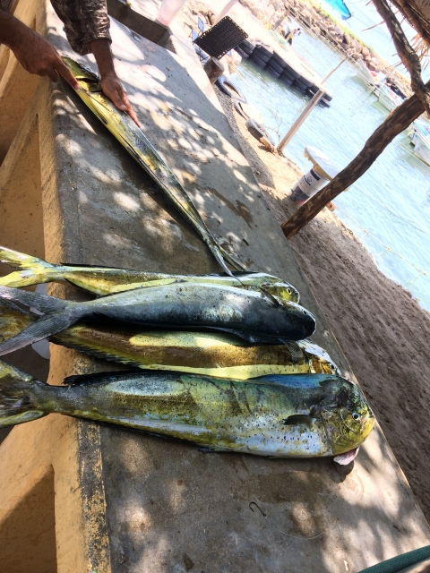 exitosas pescas
