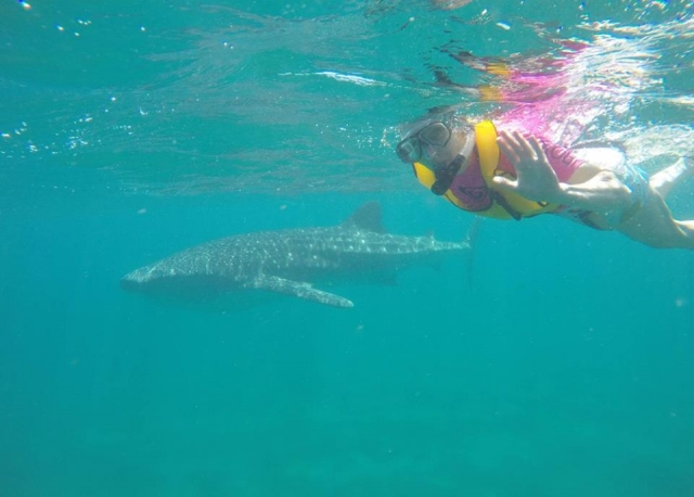 Nada con el tiburon ballena