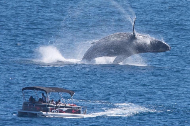 Ballenas en La Paz