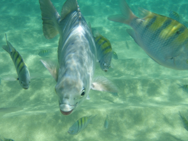 Distintas especies