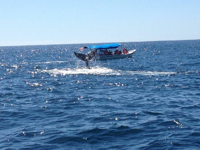 Admira las ballenas