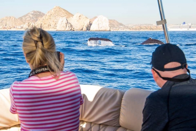 Temporada de ballenas